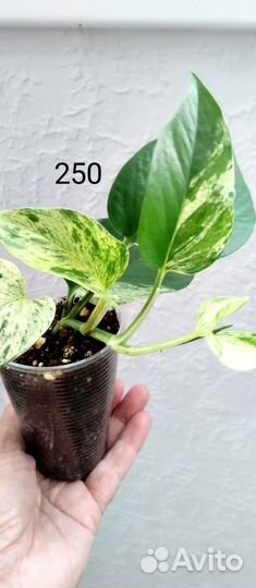 Разные. Сциндапсус эпипремнум