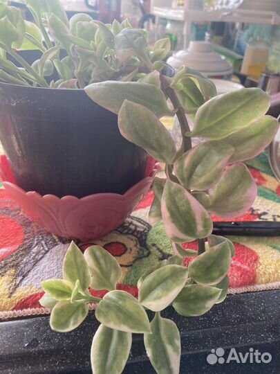 Отростки цветов аптения