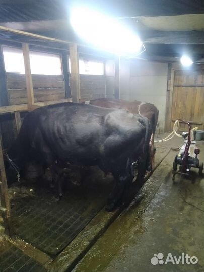 Коровы дойные молочные