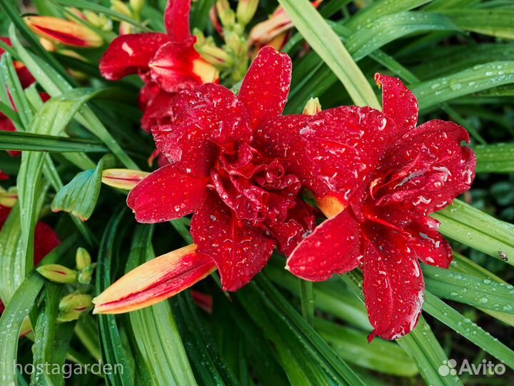 Лилейник Дубль Файеркрекер