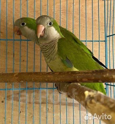 Попугай монах квакер калита