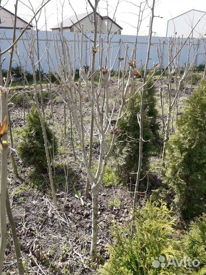 Гибискус древовидный (крупномер)