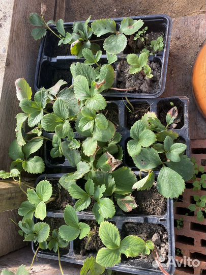 Рассада клубники