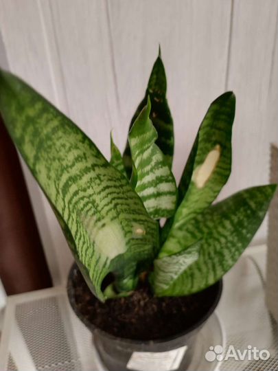 Сансевиерия