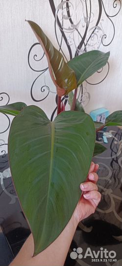 Филодендрон