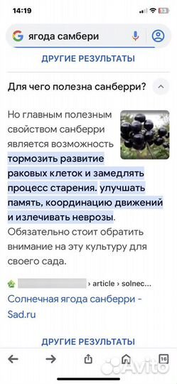 Рассада санберри