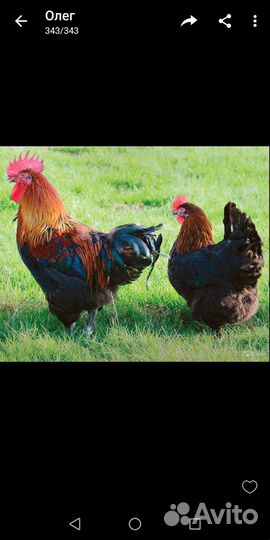 Петушки Маран чм, Билефельдер