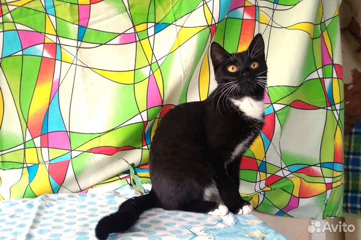 Отдам кошечку Мэри в добрые руки