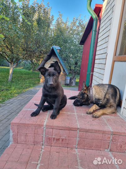 Немецкая овчарка