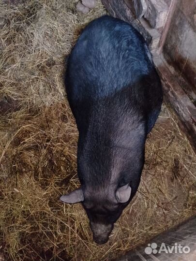 Домашние животные