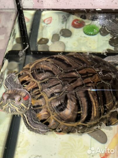 Черепаха с аквариумом водная