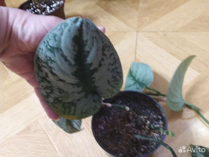 Сциндапсус эпипремнум