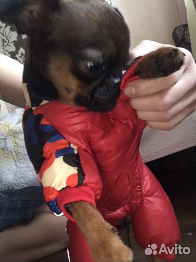Ботинки и куртка зимние для собак чихуа