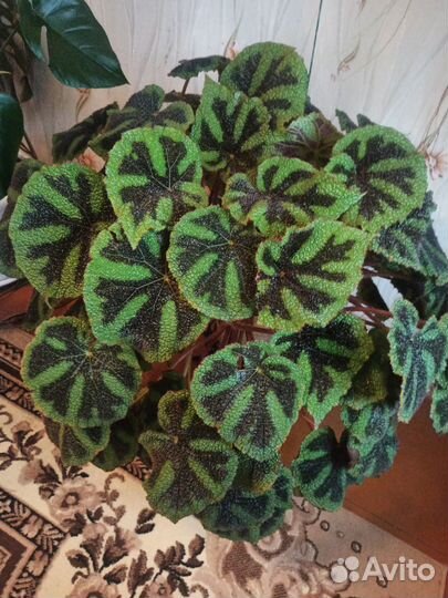 Комнатные цветы