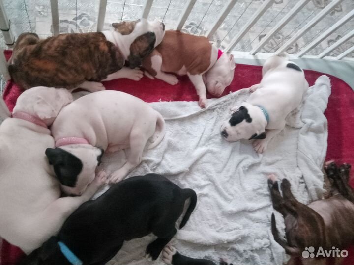 Щенки питбуля, остались девочки