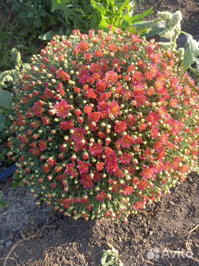 Хризантема мультифлора