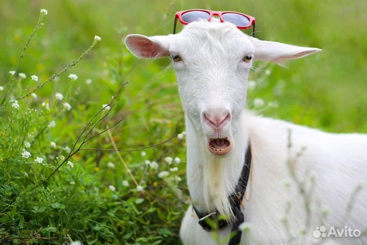 Продам козочек