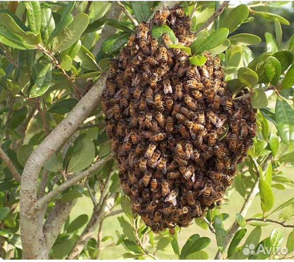 Сниму рой пчел