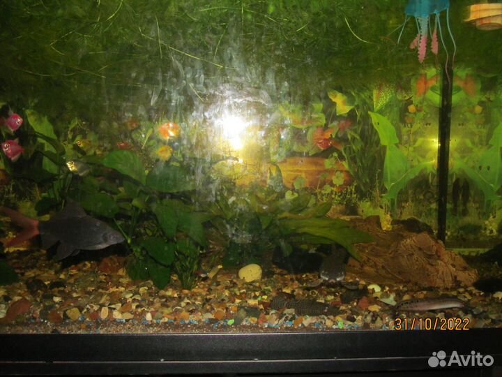 Аквариум