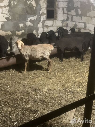 Ягнята ярочки гиссары