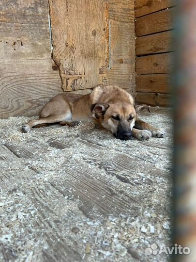 Бивис-рыжий песик с грустными глазами ищет дом