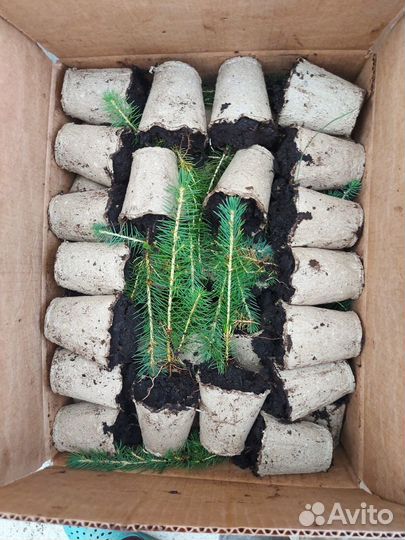 Сеянцы ели зкс от производителя