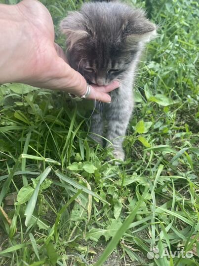 Котенок девочка