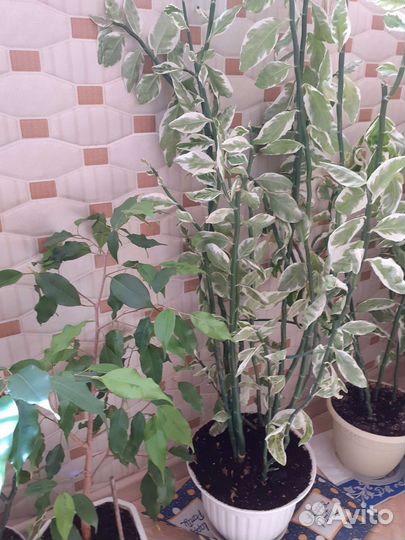 Комнатный цветок