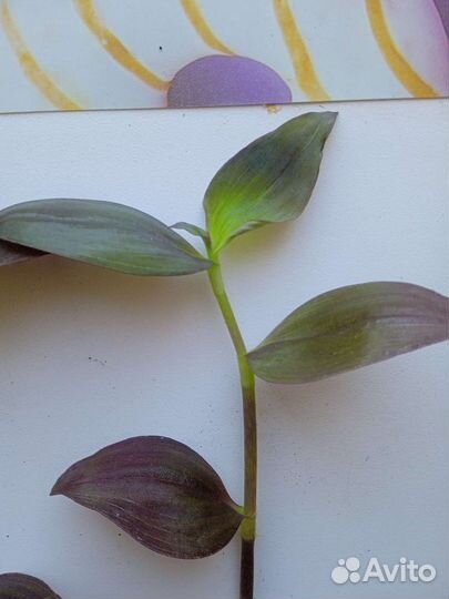 Традесканции разных сортов