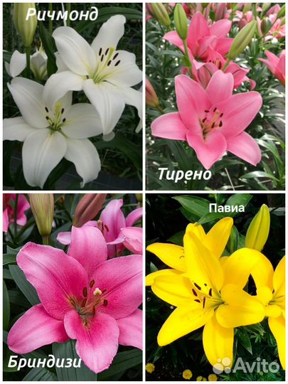 Луковицы лилий