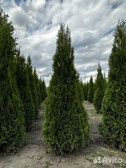 Туи Смарагд