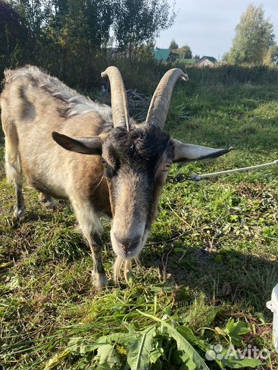 Коза дойная
