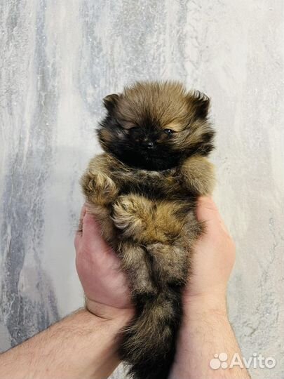 Щенки шпица