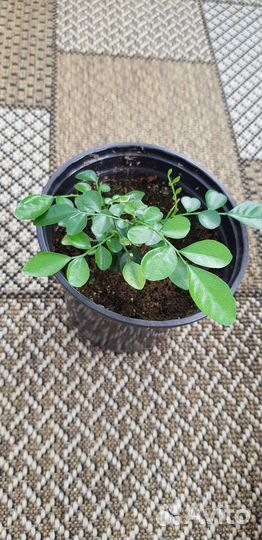 Муррайя, дисхидия