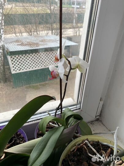 Орхидея