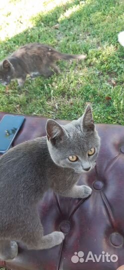 Котята отдам в добрые руки бесплатно