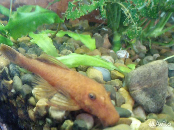 Анциструс супер ред