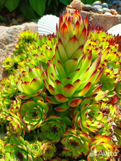 Молодило, каменная роза