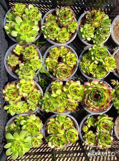 Молодило, каменная роза