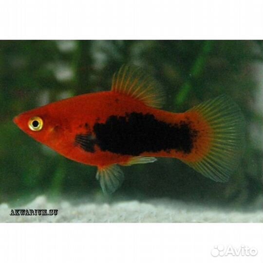 Аквариумные рыбки