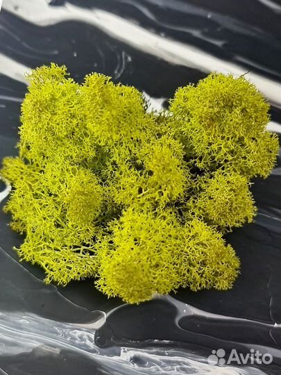 Стабилизированный мох желто-зеленый