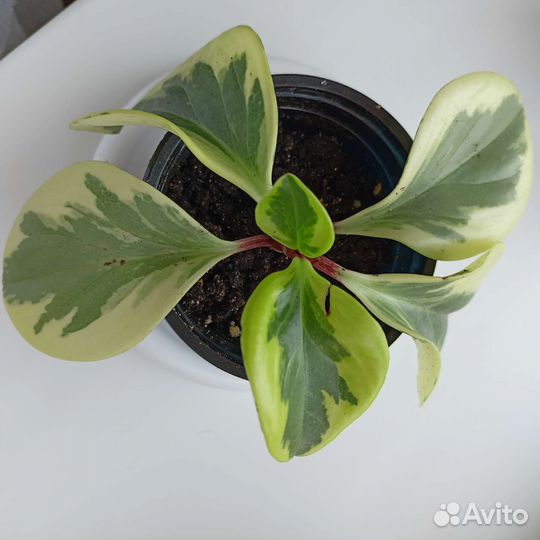 Пеперомия вариегатная