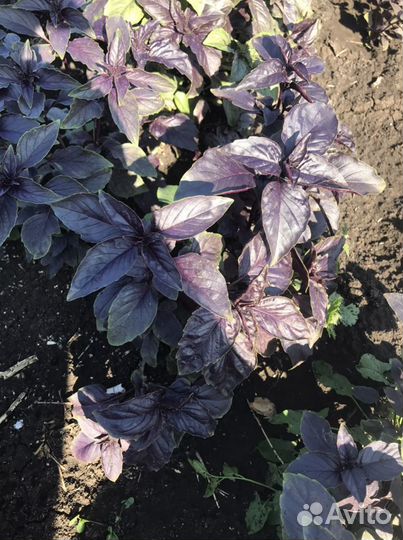 Укроп, кинза, петрушка и зелёный лук. Цена догавор