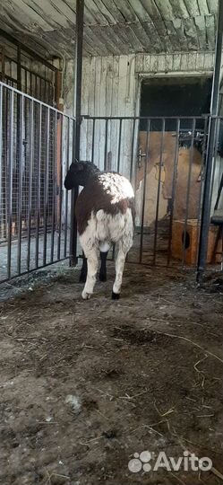 Баран дорпер