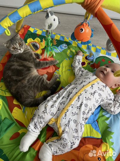 Шотландская вислоухая кошка бесплатно