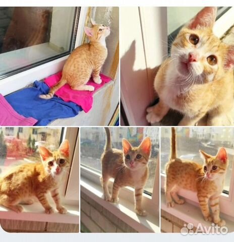 Котёнок мальчик, 5 мес, привезу