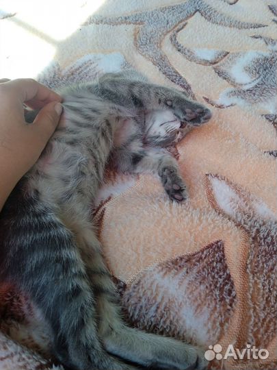 Красивые котята