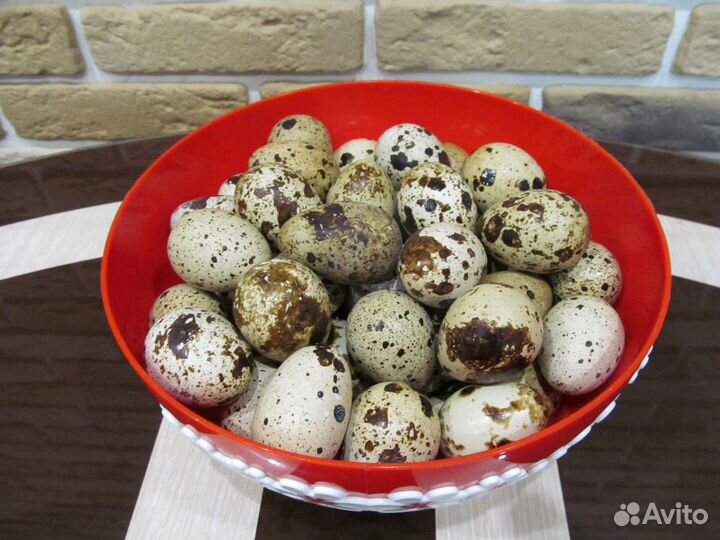 Мясо домашних перепелов