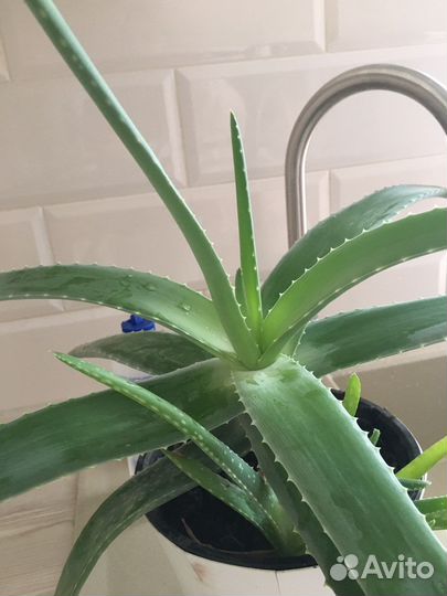 Комнатные цветы алоэ