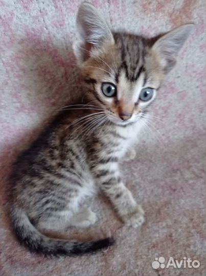 Котенок бенгальсеий
